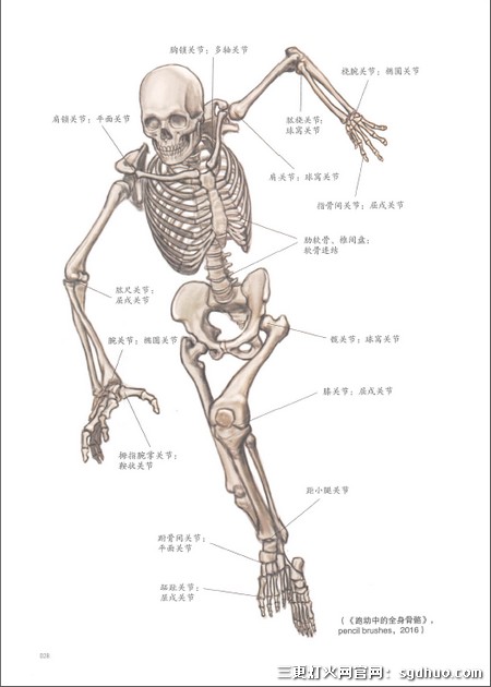 石政贤美术艺用解剖学笔记PDF中文电子版百度云